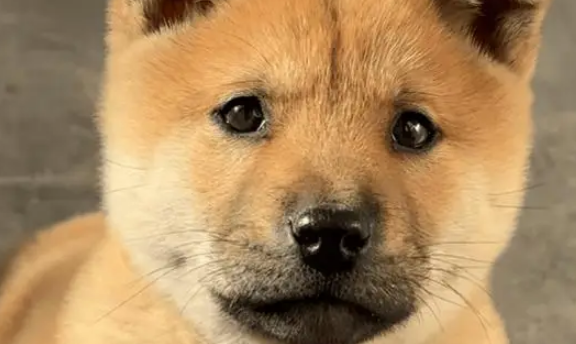 男子在网上买小土狗，没想到在养了一年后，狗狗越长越帅气了