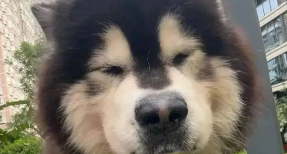 主人趁狗子便秘时跟它合照，这表情……哈哈哈哈！