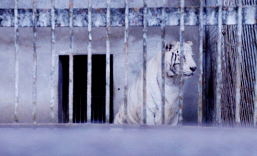 凯里动物园积极应对寒潮 多措并举保障动物安全温暖过冬