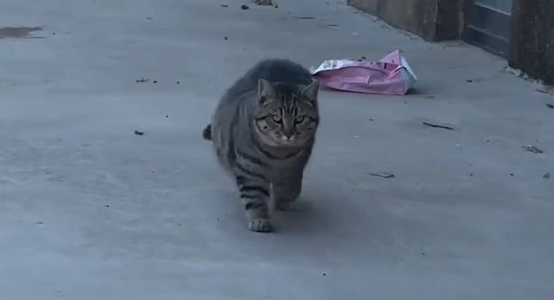 胖狸花走出“六亲不认”步伐，路过的狗都得避让三分