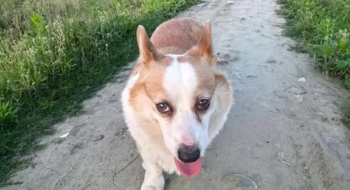 柯基误闯高速致堵塞，交警抓捕反被遛，汪：我走的是“基动”车道