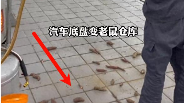 老鼠"囤粮20斤"：一场关于人鼠共存的深度思考