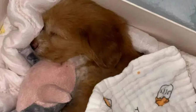 妹子用火腿肠跟流浪狗妈妈换了只宝宝，啊啊啊…这不赚大啦！