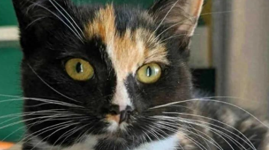 奄奄一息的小可怜，竟逆袭成为喵女王，这就是爱的奇迹