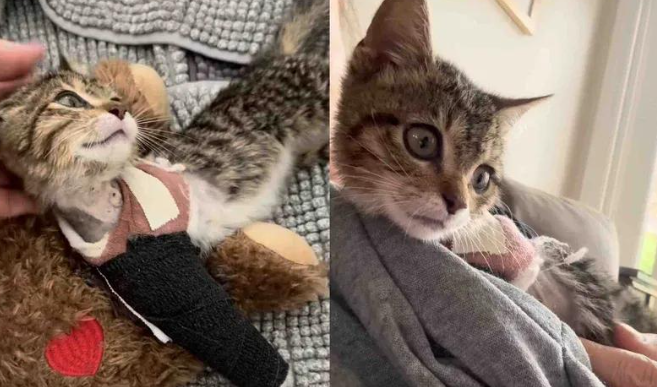 躲进引擎盖的流浪猫，尽管丢了条腿，却活出了最滋润的喵生