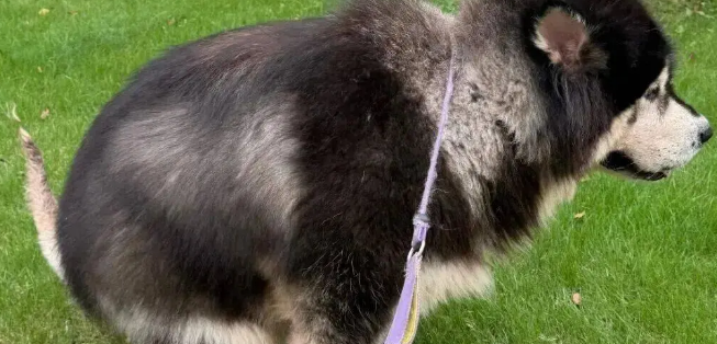 主人趁狗子便秘时跟它合照，这表情……哈哈哈哈！