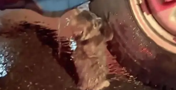 男子暴雨天捡回一只流浪猫，养了两个月后，小猫越来越好看