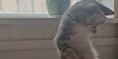 猫咪吃了一粒冻干，突然站起来蹦跶。网友：这冻干有力气