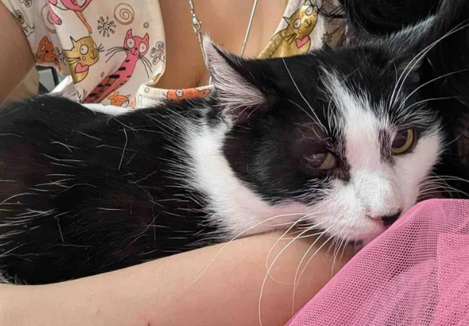 躲在纸箱的流浪猫，进屋后的第一晚反应让人破防