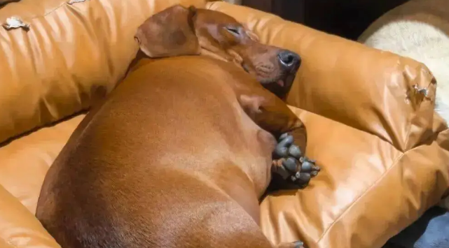 网友晒家里的腊肠犬，看懵了，第一眼还以为是烧猪！