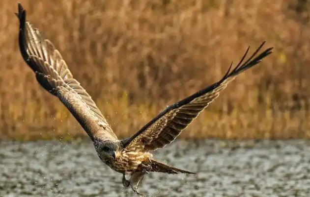 肥东四顶山现壮观“鹰柱”景观，猛禽迁徙引发关注