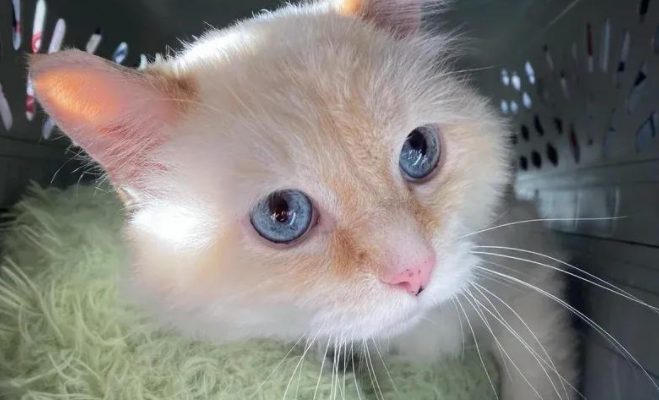 流浪猫奄奄一息，被救助后判若两猫