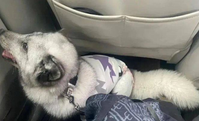 妹子拼车拼到一只小狗，但越看越奇怪，它居然是狐狸！