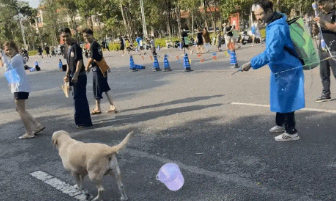 云南泼水节拉布拉多被四面夹击，弃桶而逃画面火了