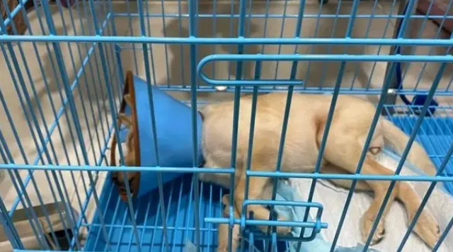 受伤小狗遭主人遗弃，医院里它仍摇尾巴，无奈医药费成无底洞