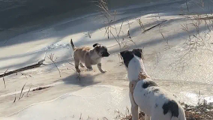 狗子在冰面上脚底打滑，跑半天一直在原地