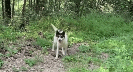 一条四眼老狗在主人去世后，守着破旧的土房子，泪目了