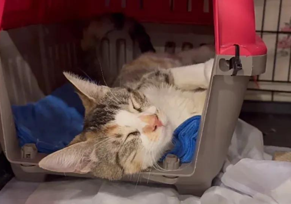 流浪猫闯入中央公园，大胆四处碰瓷，谁又能成为它的救赎？