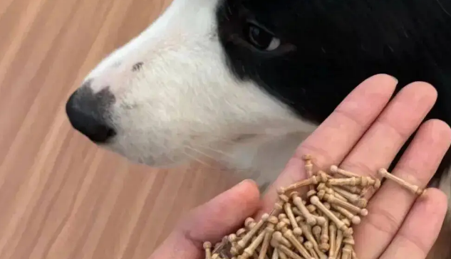 网友家的边牧拆家了，我一看…它是个天才吧！ 