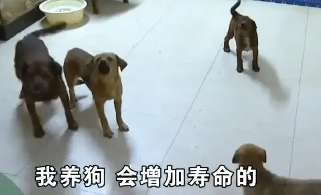 退休大爷把房子让给40条狗住，月花费近万元