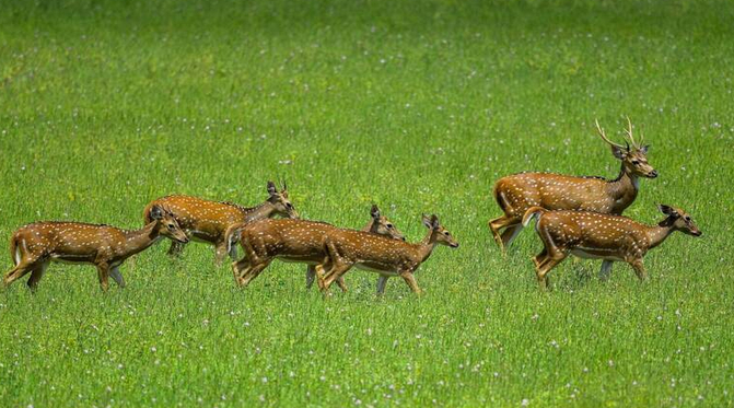印度新动物园开幕不到一个月突发惨剧：10头梅花鹿疑遭流浪狗夜袭死亡