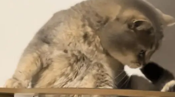 小猫知道自己脚臭，只是没想到这么臭，闻一下差点猫条都吐了出来