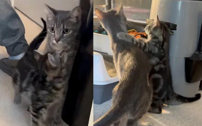 领养两只小猫后，全家又折返接回猫妈妈，重逢现场甜度爆表