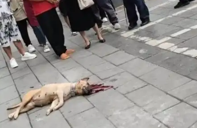 杭州保安一棍打死3月大幼犬，财产罪争议撕裂小区