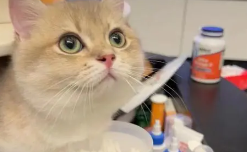 养猫两个月花20元，朋友说我对猫太抠门，结果它过得比谁都幸福