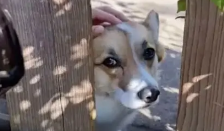 柯基很爱跟路人玩，主人为它做了个招牌，整条街都成了它的粉丝