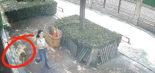 女子惨遭自家狗扑咬！长得很漂亮，金毛发疯了，疑似踢到蛋蛋了