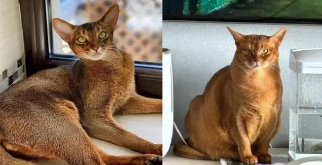 出差将阿比西尼亚猫托付给妈妈，一月后胖若两猫