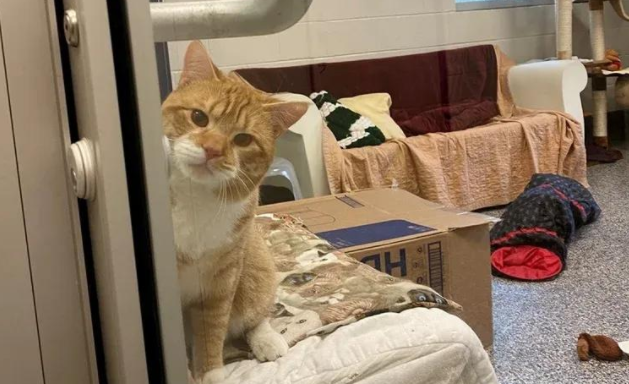 流浪猫疯狂招手求收养，背后故事太心酸，谁能给它一个家？