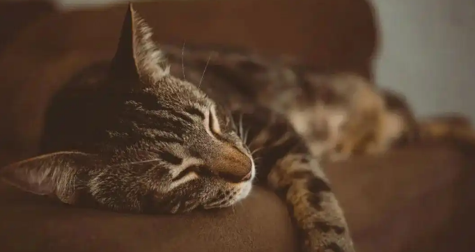 中宠、乖宝三季报背后，宠物行业市场竞争迎来新变化？