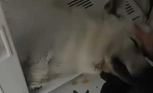 台州一狗被烘干2小时死亡，店方如此回应