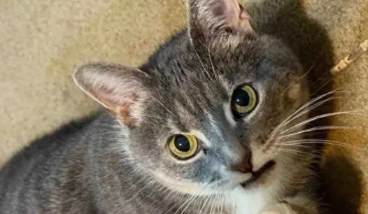 主人住院一去不回，九岁老猫独自守空房