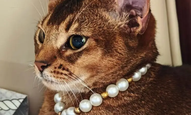 出差将阿比西尼亚猫托付给妈妈，一月后胖若两猫