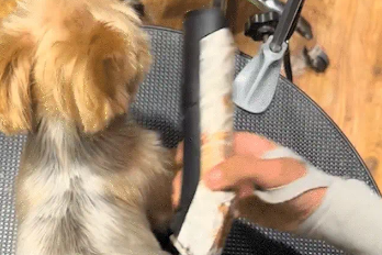 男子给狗剃毛，狗左右摆动剃不到。狗：你当我这是什么？这是身法