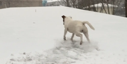 狗子雪地漂移抓地失败，网友：笑到手抖！ 