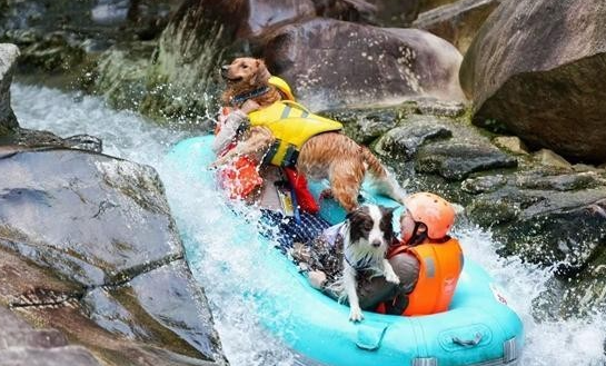 一群人一群狗一起玩 带宠物旅行，成了一门生意