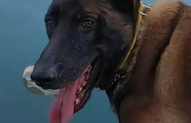 主人被狗子耍得团团转，喜提二百五称号，还痛失一只鞋