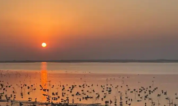 大批珍稀候鸟飞抵鄱阳湖越冬 科技助力守护候鸟迁飞