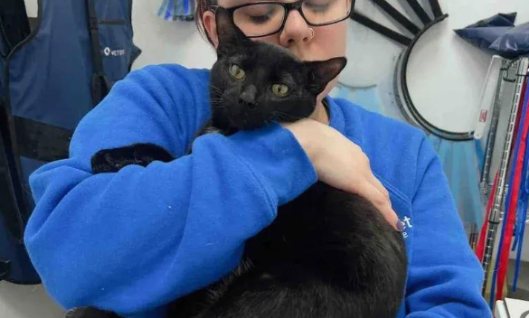 垃圾堆里捡回的小流浪猫，几个月后，却成了捧在手心里的宝