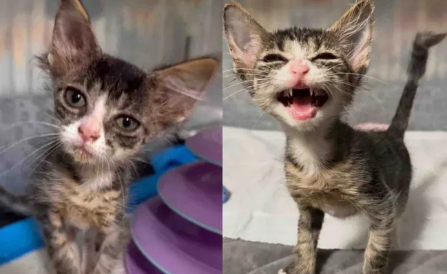 巴掌大流浪小猫历经生死，大病治愈之后，逆袭成漂亮长毛猫