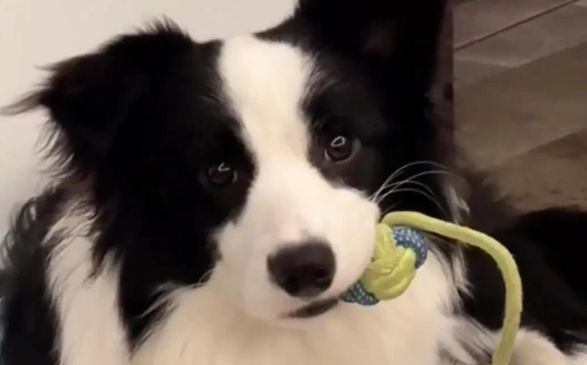 边牧有多聪明？网友表示，自己仿佛是它的宠物