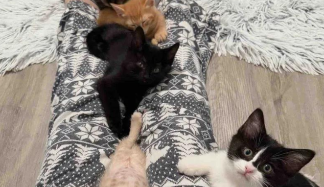 被爱拯救的六只小奶猫，逆袭成阳光天使