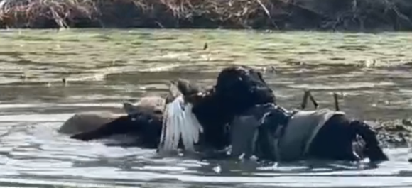 黑天鹅被宠物狗咬了？园方回应：警方已介入处理