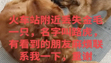 狗狗离奇失踪26小时，主人多次寻找无果，结果却发现…