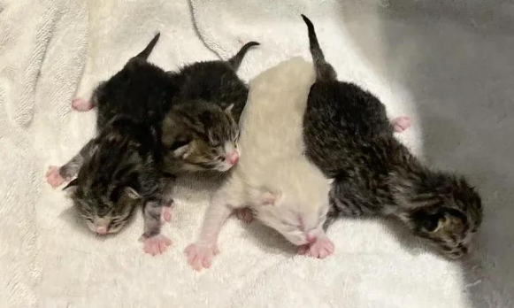 大肚流浪猫上门求助，生下四仔全程呼噜：谢谢你给我一个家