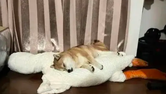 送狗子一个大鹅，开始很不屑，10分钟后却彻底“爱”上了